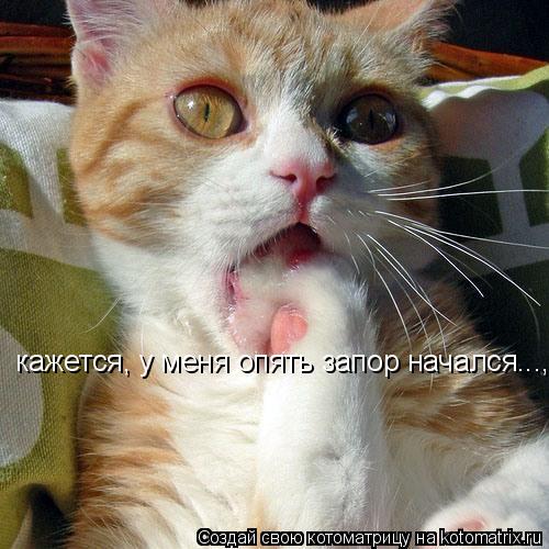 кажется, у меня опять запор начался...,... Котоматрица: кажется, у меня опять запор начался...,