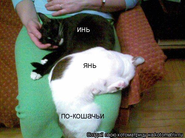инь янь по-кошачьи... Котоматрица: инь янь по-кошачьи