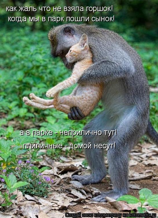 как жаль что не взяла горшок! когда мы в парк пошли сынок! а в парке - неприлично тут! плиличные - д... Котоматрица: как жаль что не взяла горшок! когда мы в парк пошли сынок! а в парке - неприлично тут! плиличные - домой несут!
