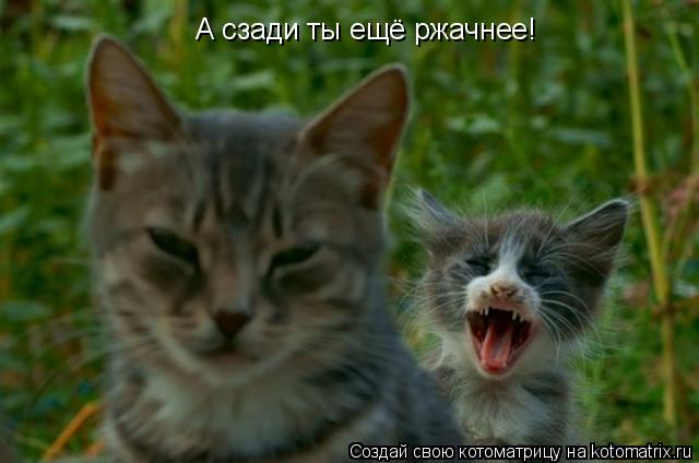 Котоматрица: А сзади ты ещё ржачнее!