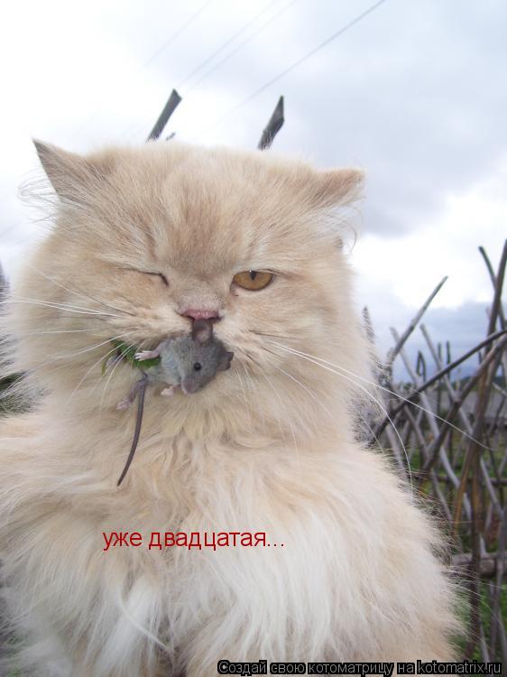 Котоматрица: уже двадцатая...