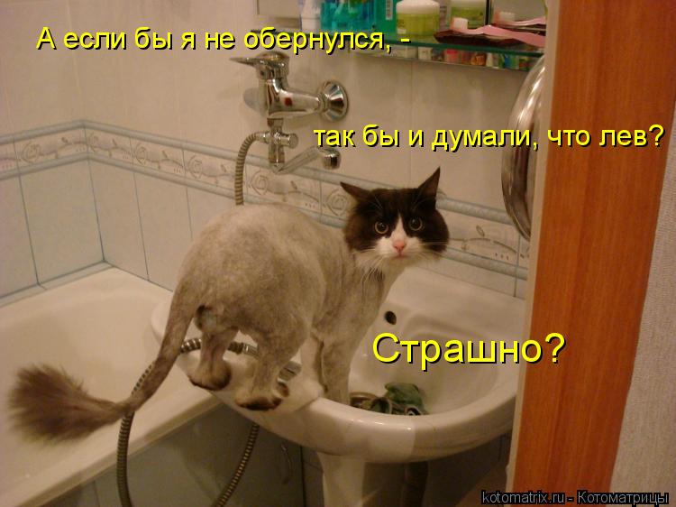 Котоматрица: А если бы я не обернулся, - так бы и думали, что лев? Страшно?