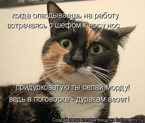 Котоматрица: когда опаздываешь на работу встречаясь с шефом к носу нос придурковатую ты селай морду! ведь в поговорке - дуракам везет!