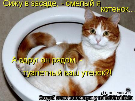 Котоматрица: Сижу в засаде, - смелый я котенок... А вдруг он рядом, -  туалетный ваш утенок?!