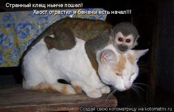 Котоматрица: Странный клещ нынче пошел! Хвост отрастил и бананы есть начал!!!