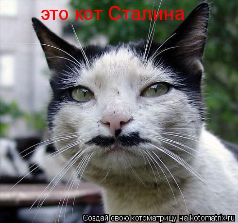 Котоматрица: это кот Сталина