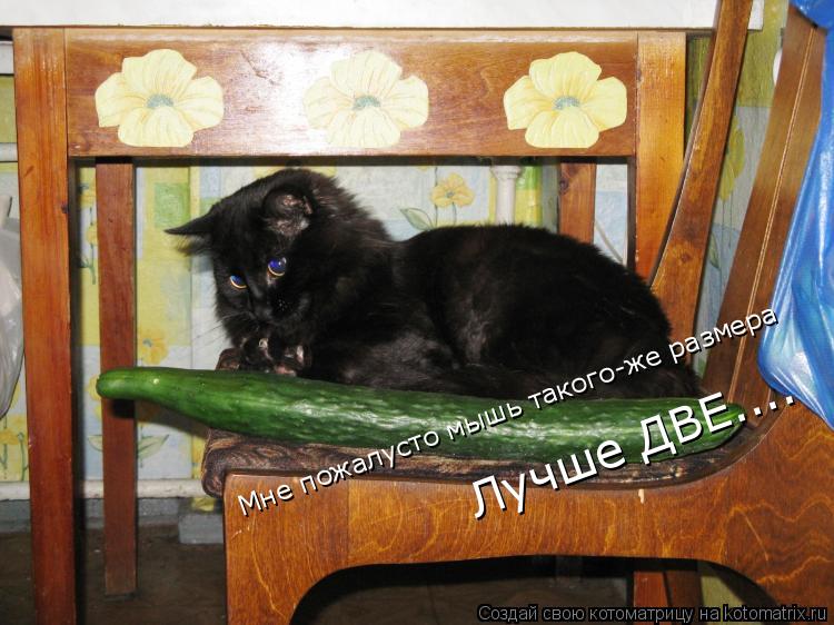 Котоматрица: Мне пожалусто мышь такого-же размера Лучше ДВЕ....