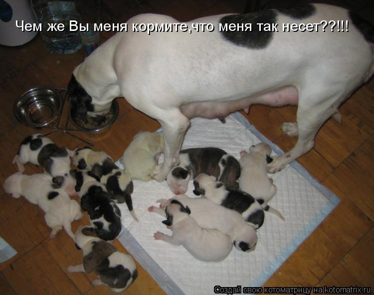 Котоматрица: Чем же Вы меня кормите,что меня так несет??!!!