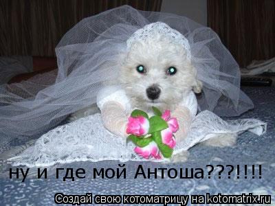 ну и где мой Антоша???!!!!... Котоматрица: ну и где мой Антоша???!!!!