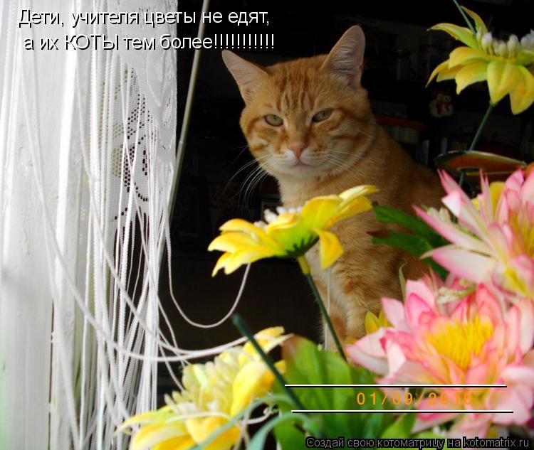 Дети, учителя цветы не едят, а их КОТЫ тем более!!!!!!!!!!! _____________________ ___________________... Котоматрица: Дети, учителя цветы не едят, а их КОТЫ тем более!!!!!!!!!!! _____________________ _____________________