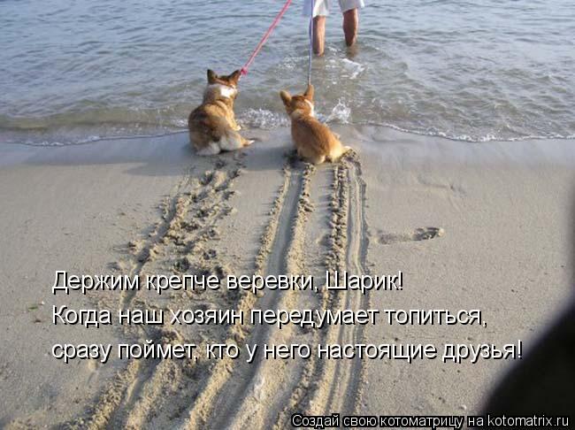 Держим крепче веревки, Шарик! Когда наш хозяин передумает топиться, сразу поймет, кто у него настоя... Котоматрица: Держим крепче веревки, Шарик! Когда наш хозяин передумает топиться, сразу поймет, кто у него настоящие друзья!