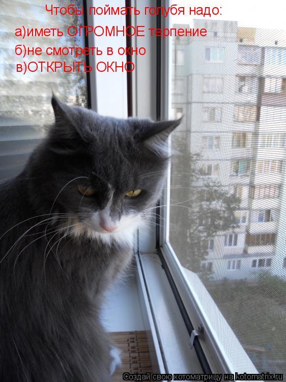 Чтобы поймать голубя надо: а)иметь ОГРОМНОЕ терпение б)не смотреть в окно в)ОТКРЫТЬ ОКНО... Котоматрица: Чтобы поймать голубя надо: а)иметь ОГРОМНОЕ терпение б)не смотреть в окно в)ОТКРЫТЬ ОКНО