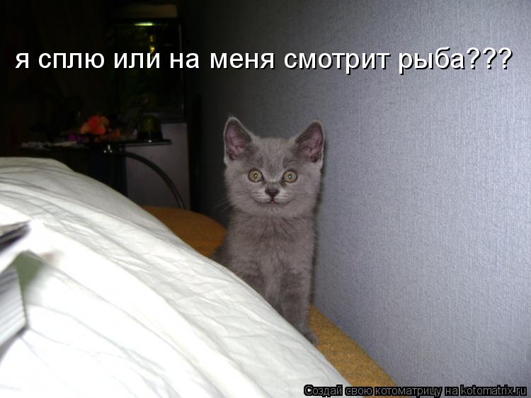 я сплю или на меня смотрит рыба???... Котоматрица: я сплю или на меня смотрит рыба???