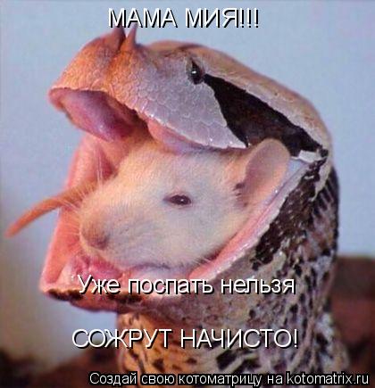 МАМА МИЯ!!! Уже поспать нельзя СОЖРУТ НАЧИСТО!... Котоматрица: МАМА МИЯ!!! Уже поспать нельзя СОЖРУТ НАЧИСТО!