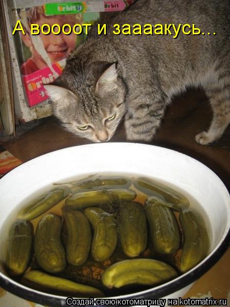 А воооот и заааакусь...... Котоматрица: А воооот и заааакусь...
