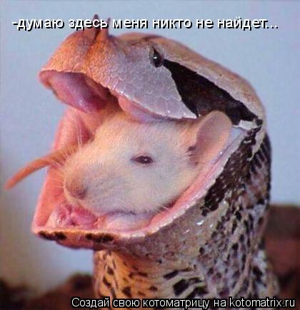 Котоматрица: -думаю здесь меня никто не найдет...