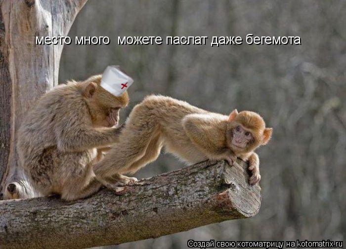 Котоматрица: место много  можете паслат даже бегемота