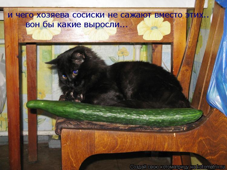 Котоматрица: и чего хозяева сосиски не сажают вместо этих.. вон бы какие выросли...