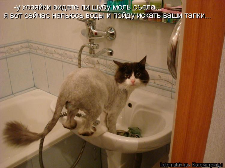 -у хозяйки видете ли шубу моль съела... я вот сейчас напьюсь воды и пойду искать ваши тапки...... Котоматрица: -у хозяйки видете ли шубу моль съела... я вот сейчас напьюсь воды и пойду искать ваши тапки...