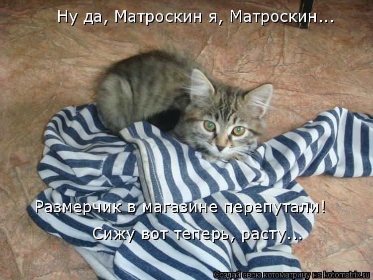 Ну да, Матроскин я, Матроскин... Размерчик в магазине перепутали! Сижу вот теперь, расту...... Котоматрица: Ну да, Матроскин я, Матроскин... Размерчик в магазине перепутали! Сижу вот теперь, расту...