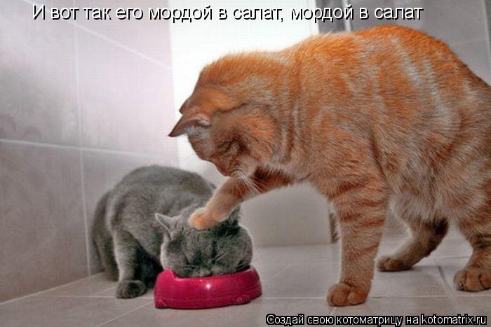 И вот так его мордой в салат, мордой в салат... Котоматрица: И вот так его мордой в салат, мордой в салат