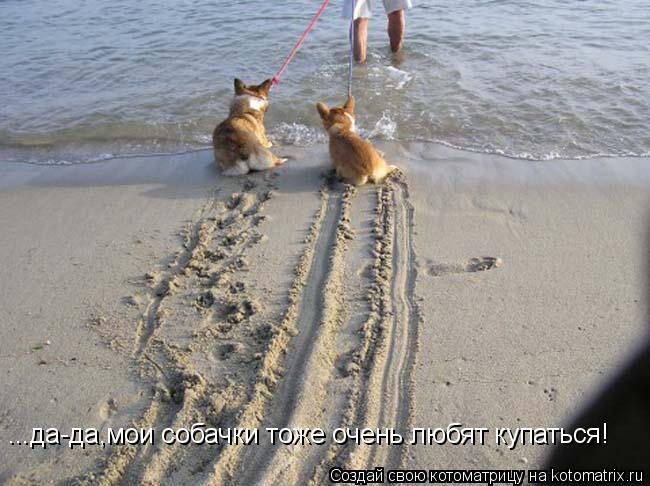 ...да-да,мои собачки тоже очень любят купаться!... Котоматрица: ...да-да,мои собачки тоже очень любят купаться!