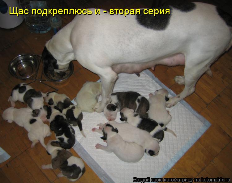 Щас подкреплюсь и - вторая серия... Котоматрица: Щас подкреплюсь и - вторая серия