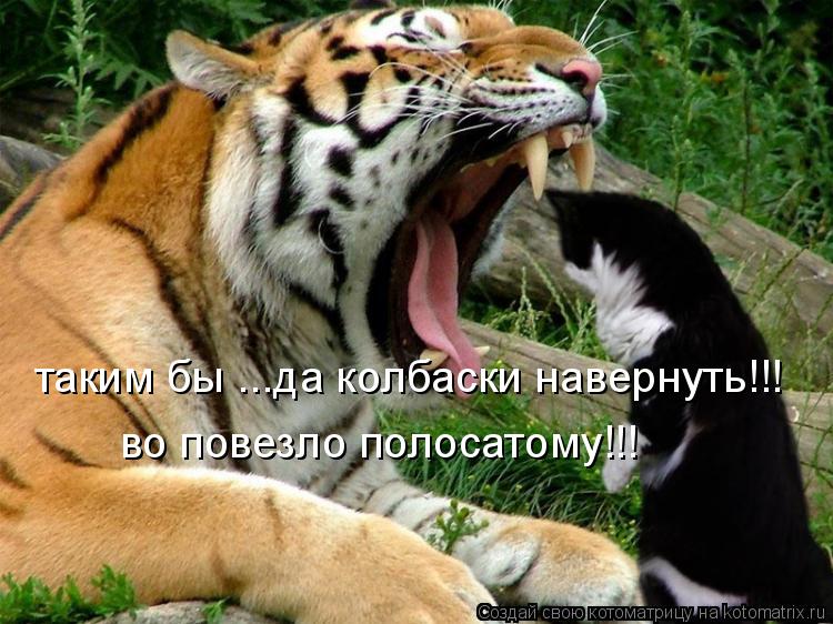 таким бы ...да колбаски навернуть!!! во повезло полосатому!!!... Котоматрица: таким бы ...да колбаски навернуть!!! во повезло полосатому!!!