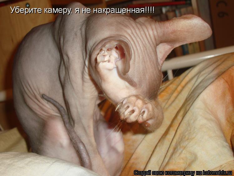 Уберите камеру, я не накрашенная!!!!... Котоматрица: Уберите камеру, я не накрашенная!!!!