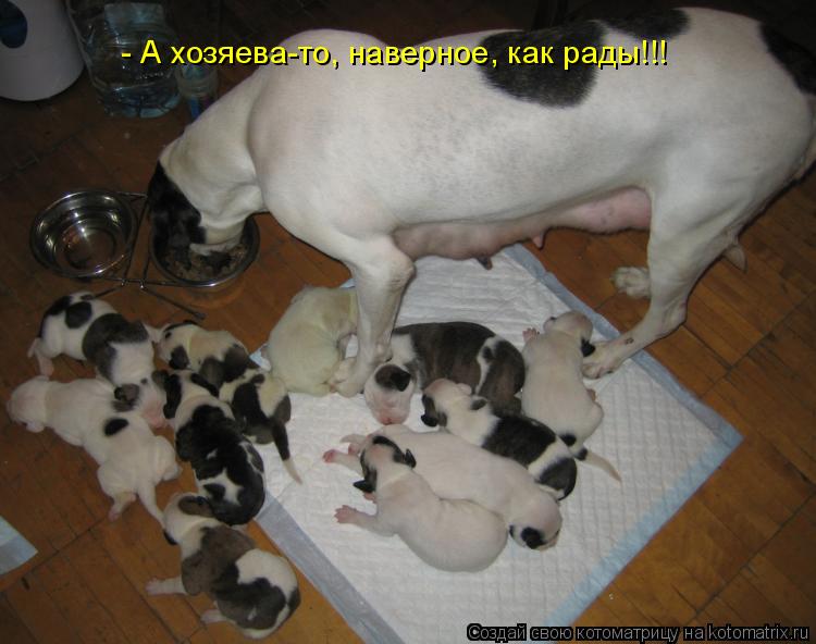 - А хозяева-то, наверное, как рады!!!... Котоматрица: - А хозяева-то, наверное, как рады!!!