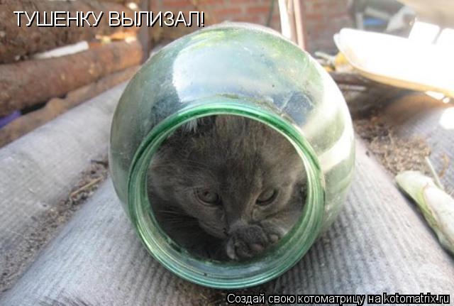 ТУШЕНКУ ВЫЛИЗАЛ!... Котоматрица: ТУШЕНКУ ВЫЛИЗАЛ!