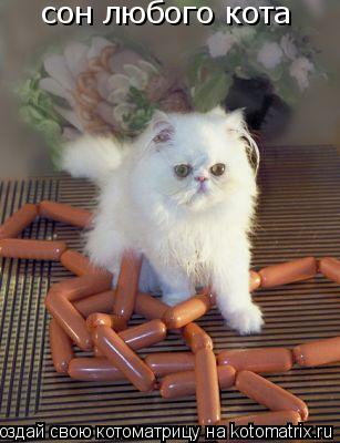 сон любого кота... Котоматрица: сон любого кота