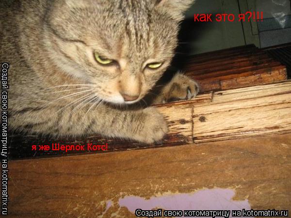как это я?!!! я же Шерлок Котс!... Котоматрица: как это я?!!! я же Шерлок Котс!