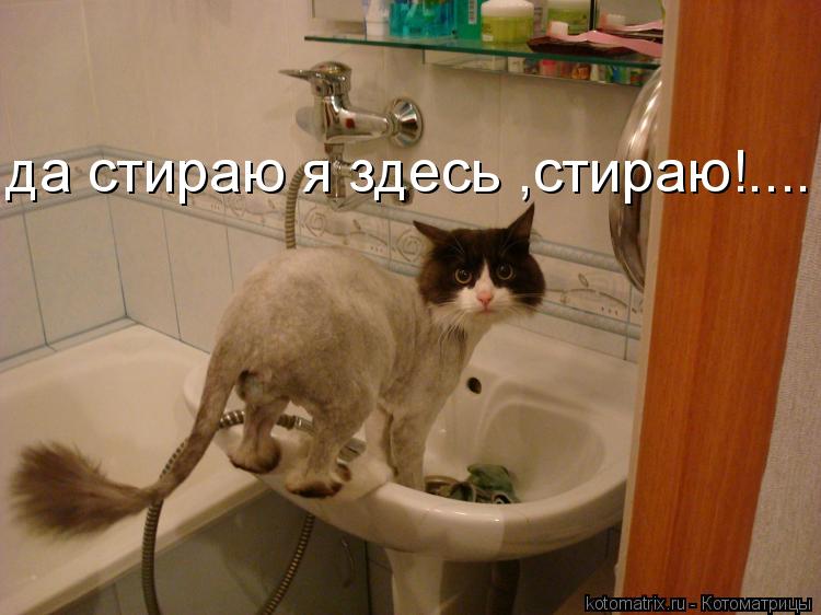 Котоматрица: да стираю я здесь ,стираю!....
