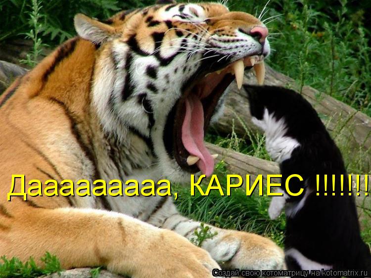 Дааааааааа, КАРИЕС !!!!!!!!!!!!!!!!... Котоматрица: Дааааааааа, КАРИЕС !!!!!!!!!!!!!!!!