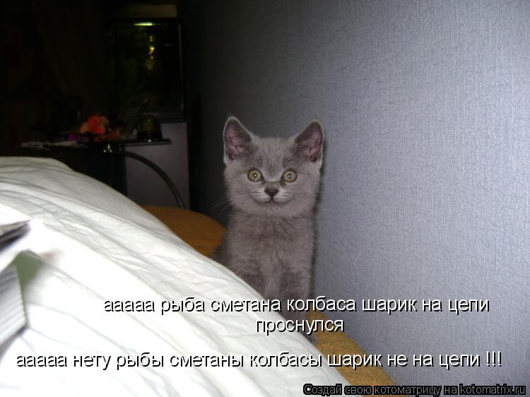 ааааа рыба сметана колбаса шарик на цепи проснулся ааааа нету рыбы сметаны колбасы шарик не на цепи !... Котоматрица: ааааа рыба сметана колбаса шарик на цепи проснулся ааааа нету рыбы сметаны колбасы шарик не на цепи !!!