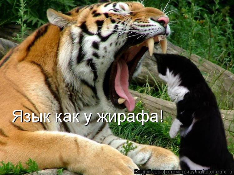 Язык как у жирафа!... Котоматрица: Язык как у жирафа!