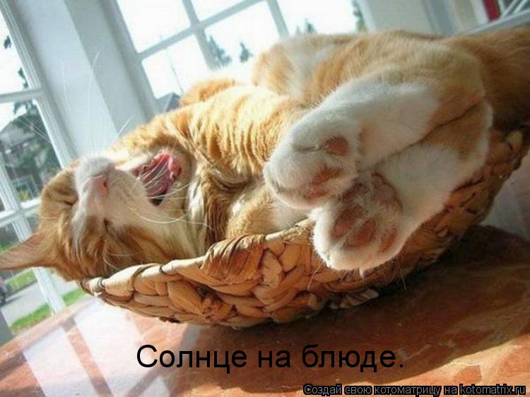 Солнце на блюде.... Котоматрица: Солнце на блюде.