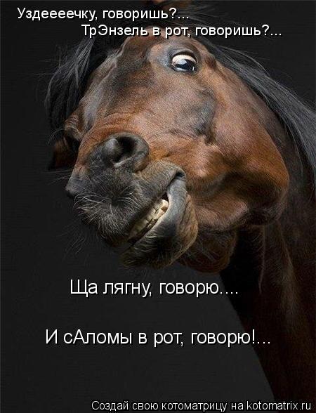 Уздеееечку, говоришь?... ТрЭнзель в рот, говоришь?... Ща лягну, говорю.... И сАломы в рот, говорю!...... Котоматрица: Уздеееечку, говоришь?... ТрЭнзель в рот, говоришь?... Ща лягну, говорю.... И сАломы в рот, говорю!...