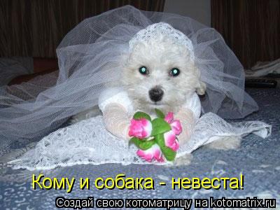 Кому и собака - невеста!... Котоматрица: Кому и собака - невеста!