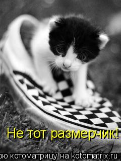 Упс! Не тот Не тот размерчик!... Котоматрица: Упс! Не тот Не тот размерчик!