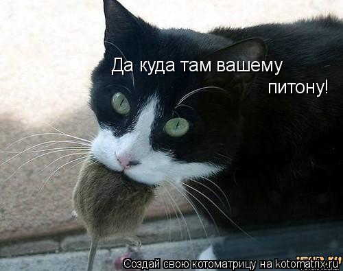 Да куда там вашему питону!... Котоматрица: Да куда там вашему питону!
