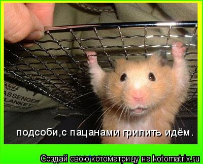Котоматрица: подсоби,с пацанами грилить идём.