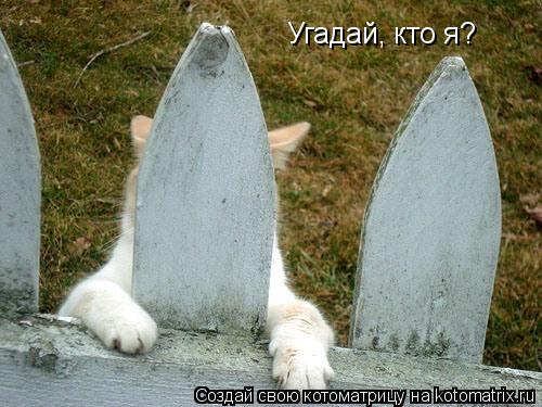Котоматрица: Угадай, кто я?