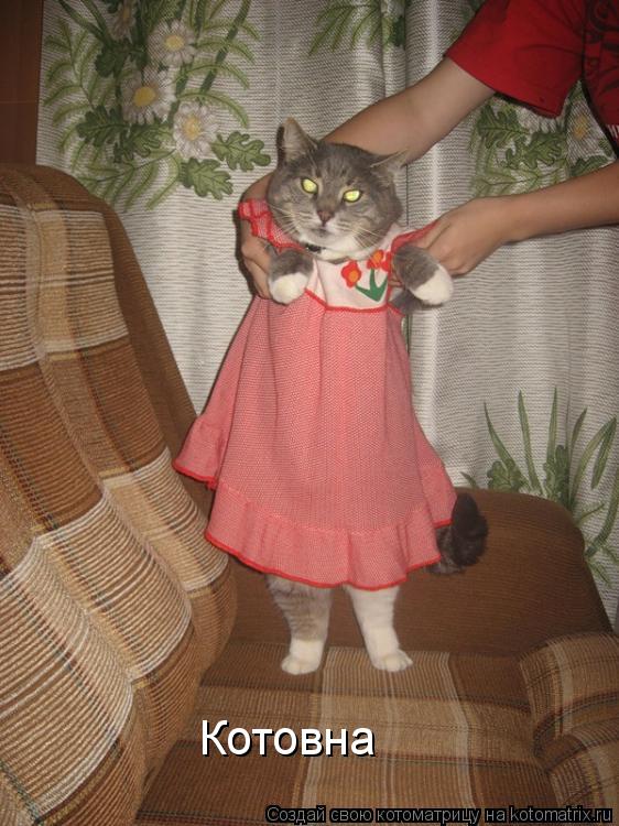 Котоматрица: Котовна