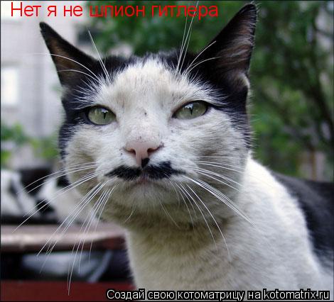 Котоматрица: Нет я не шпион гитлера