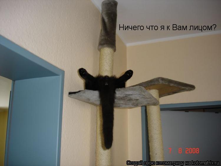 Котоматрица: Ничего что я к Вам лицом?