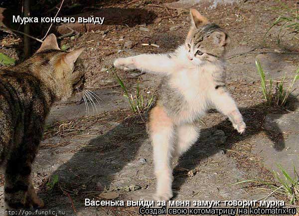 Котоматрица: Васенька выйди за меня замуж  говорит мурка Мурка конечно выйду