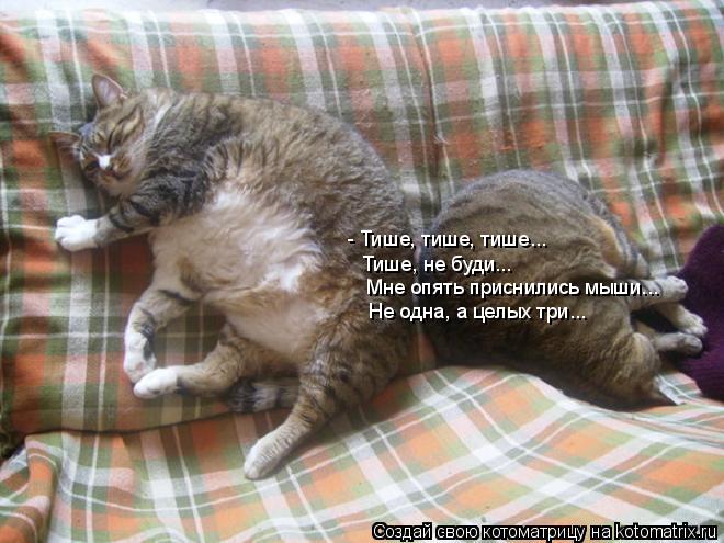 Котоматрица: - Тише, тише, тише... Тише, не буди... Мне опять приснились мыши... Не одна, а целых три...