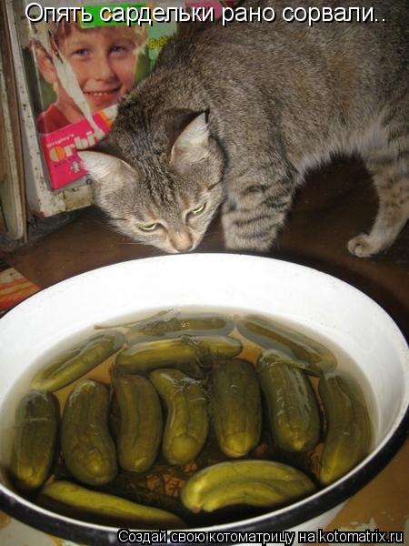 Котоматрица: Опять сардельки рано сорвали..